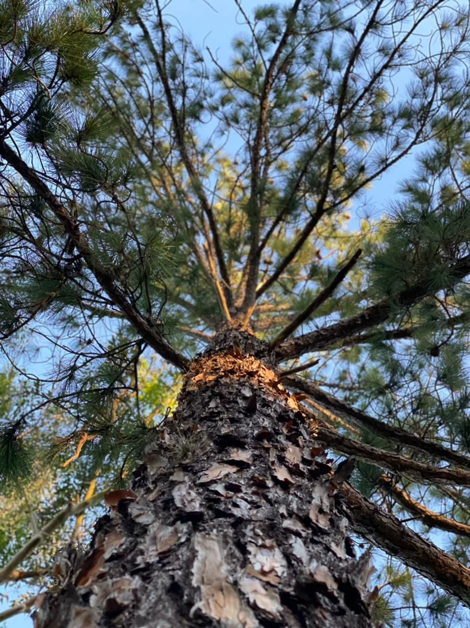 Horta orgânica, agrofloresta e fazendinha da Fazenda Vista Verde