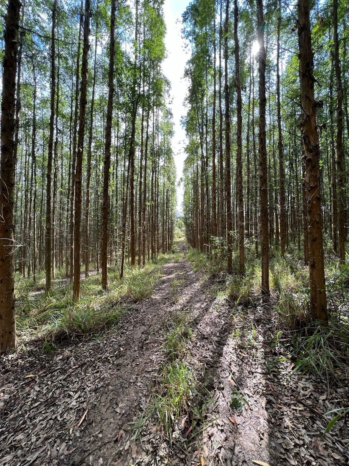 Piscina de ondas Wavegarden da Fazenda Vista Verde com surfista, praia de areia e La Susana Beach Club ao fundo